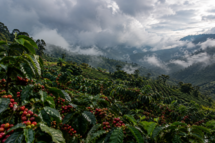 Montañas cafeteras del Tolima entre cultivos de café